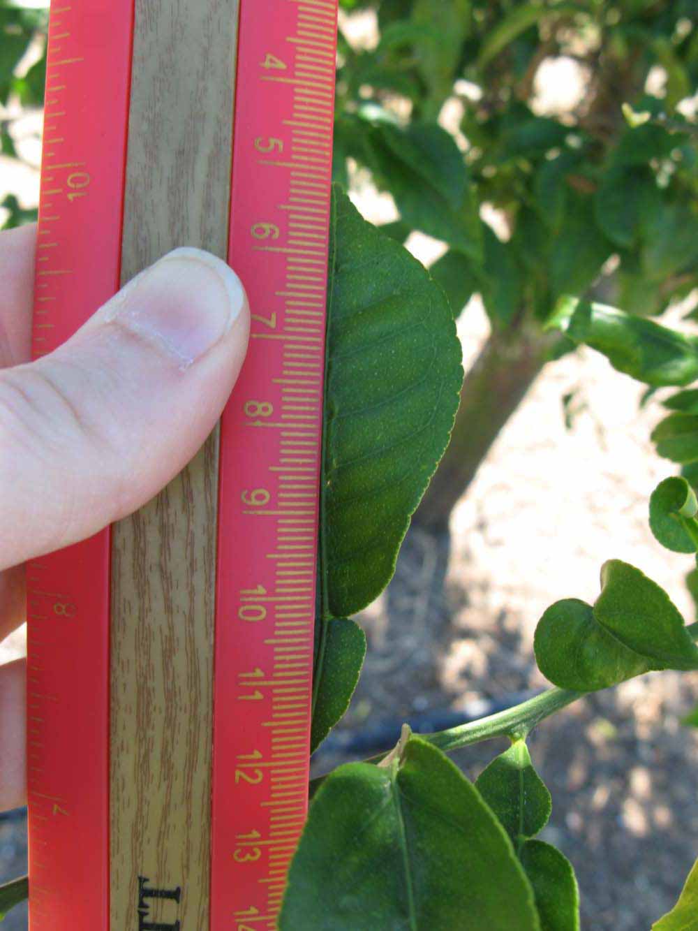              Unifoliolate leaf (Winter Haven, FL)       